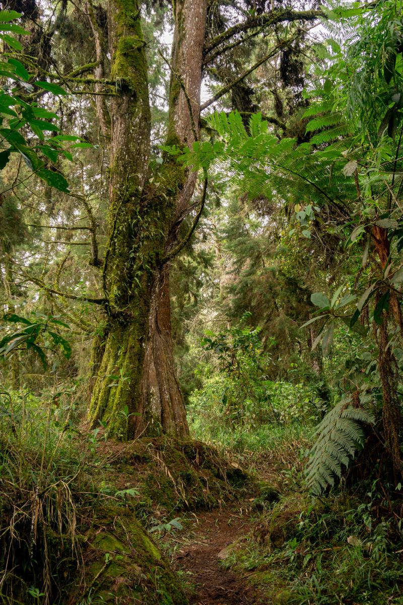 A large tree covered with moss on the trail to Cerro Bravo&rsquo;s peak