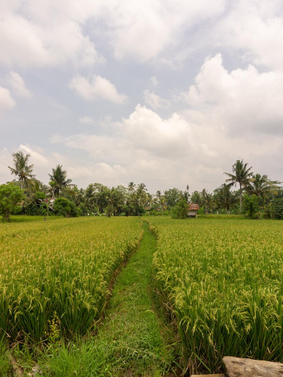 Rice fields in Penestanan Rice fields in Penestanan