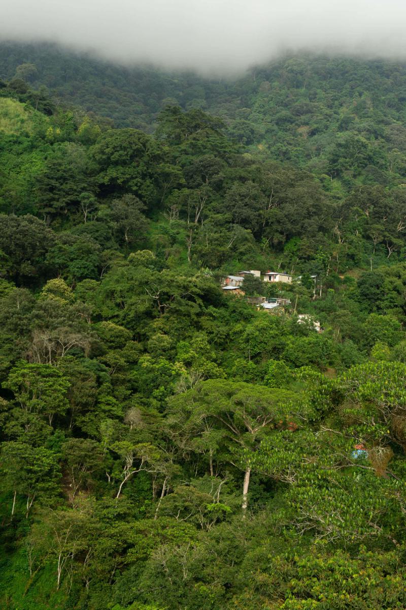 Minca mountain with a couple of houses surrounded by lush trees Minca mountain with a couple of houses surrounded by lush trees