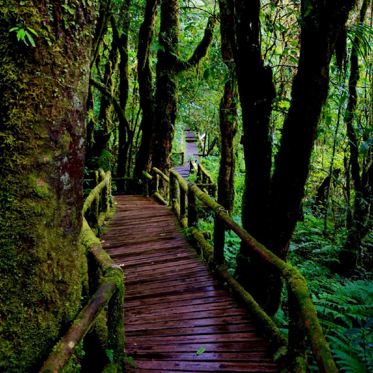 Trail at the top of Doi Inthanon National Park