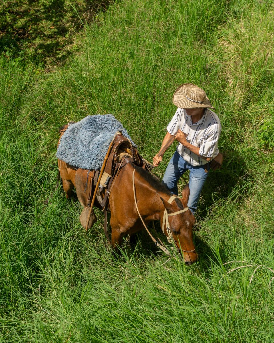Jinete preparando su caballo Jinete preparando su caballo