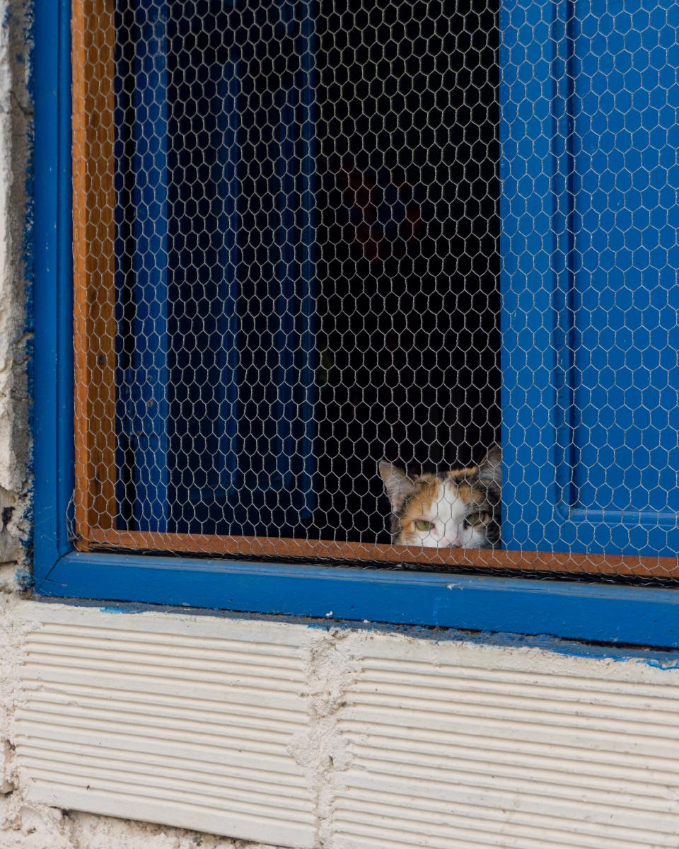 Gato asomándose sospechosamente por una colorida ventada de Jericó Gato asomándose sospechosamente por una colorida ventada de Jericó
