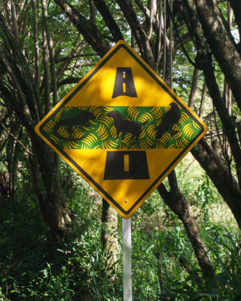 Cruce natural de animales