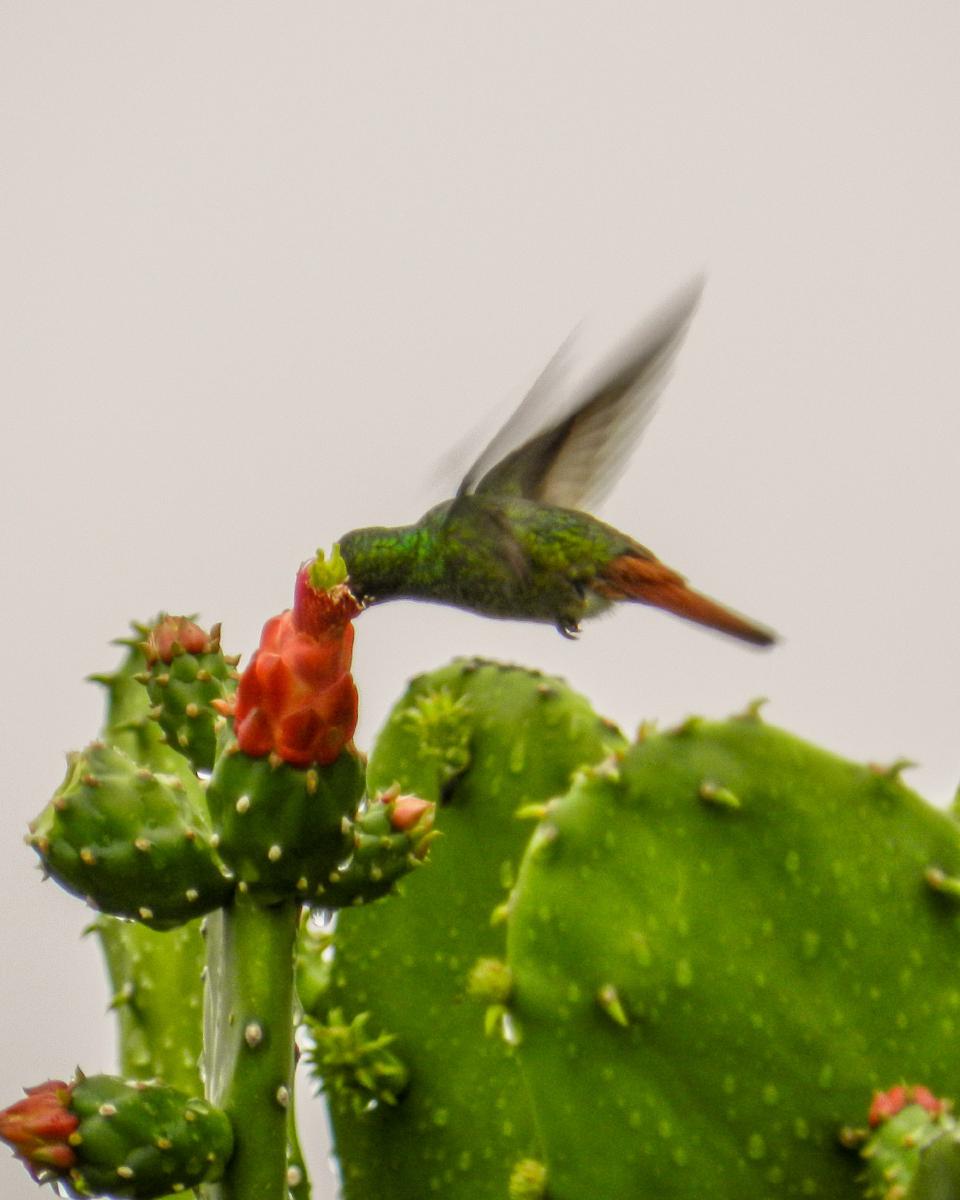 Colibrí Colirrufo (amazilia tzacatl) Colibrí Colirrufo (amazilia tzacatl)
