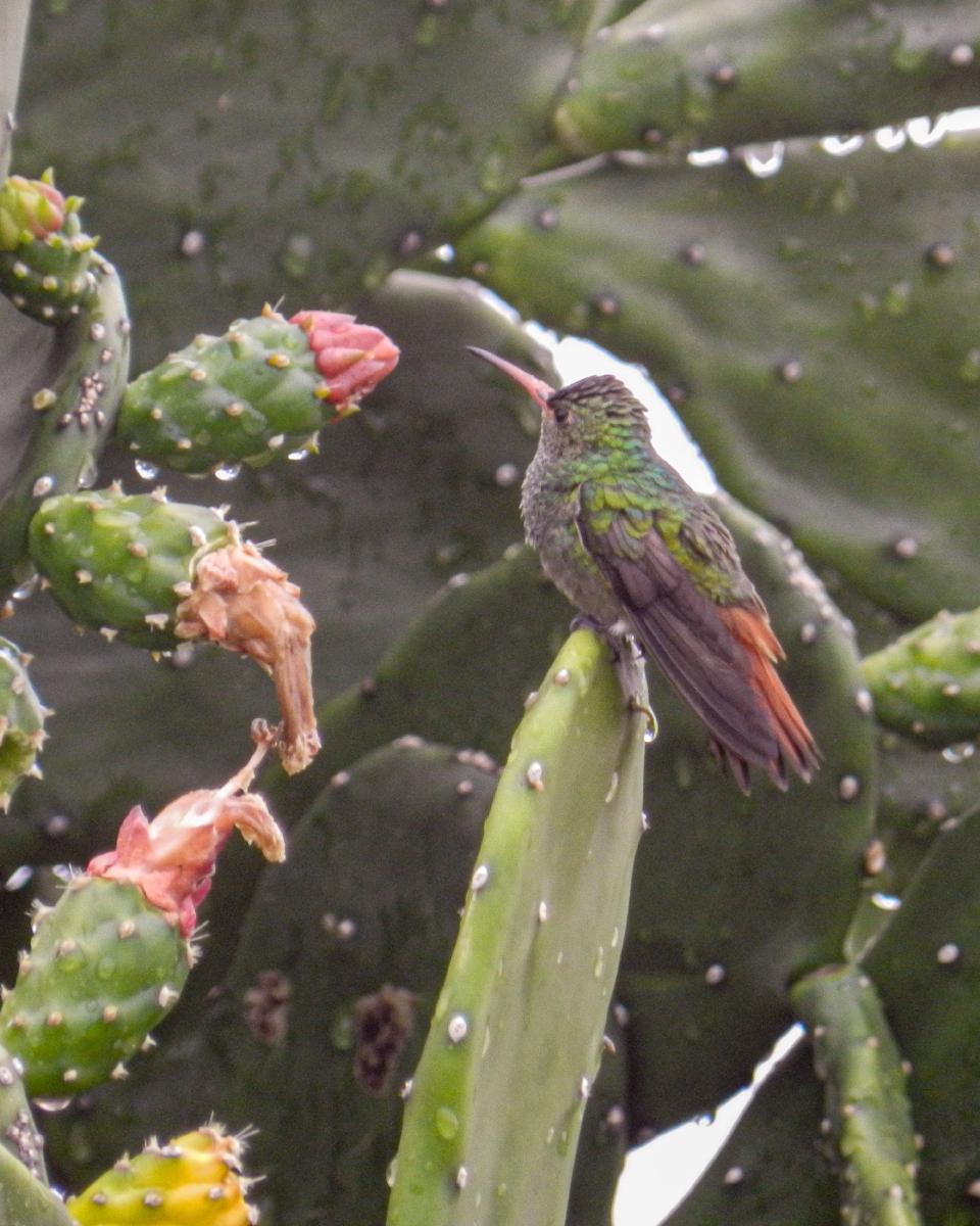 Colibrí Colirrufo (amazilia tzacatl) Colibrí Colirrufo (amazilia tzacatl)