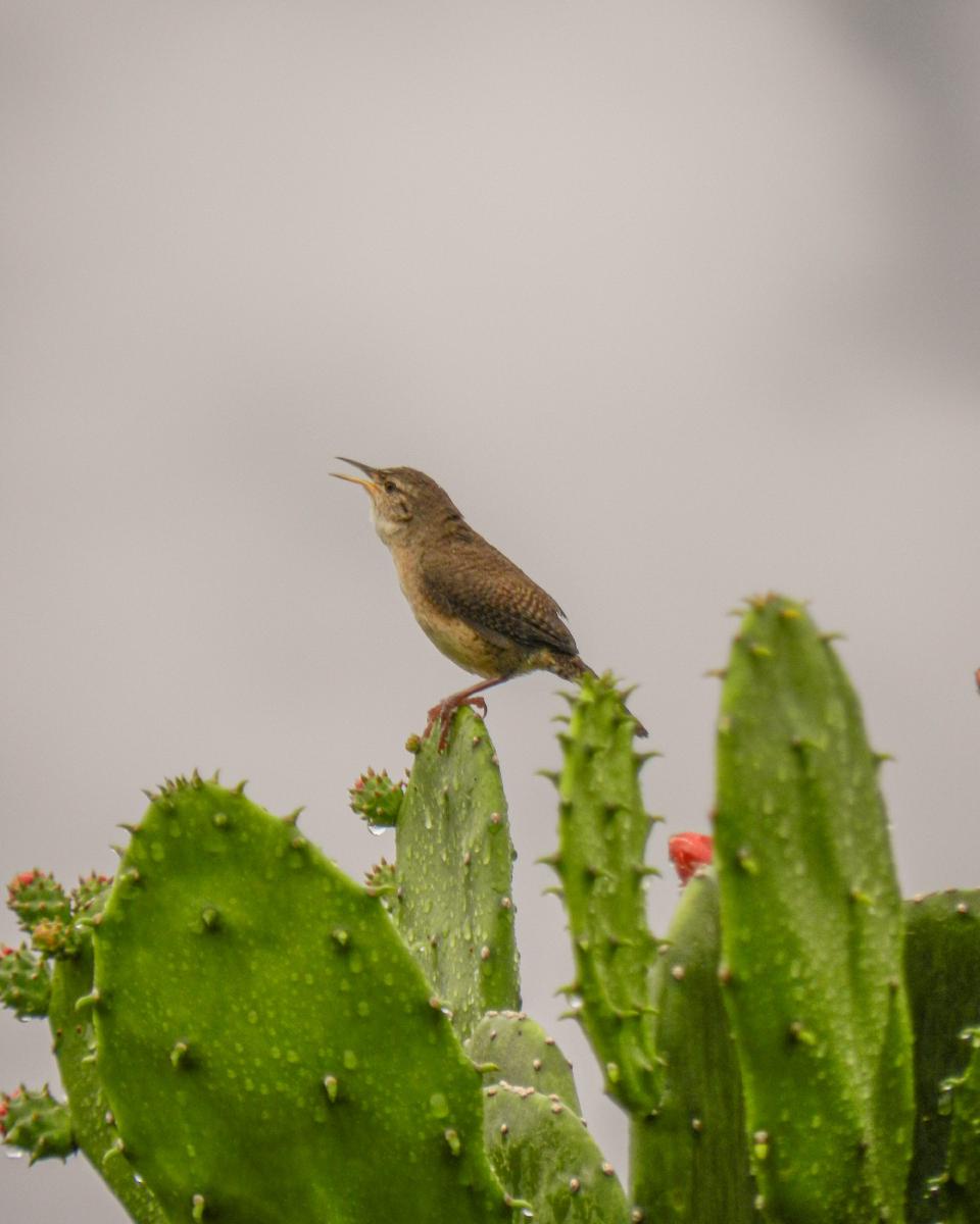 Cucarachero Común (troglodytes aedon) Cucarachero Común (troglodytes aedon)
