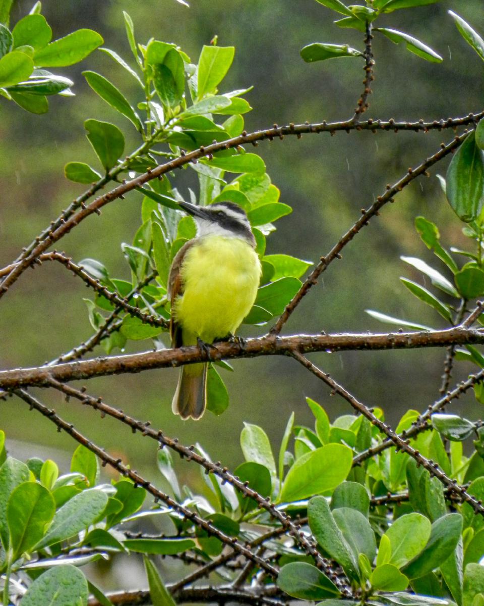 Cristofué (pitangus sulphuratus) Cristofué (pitangus sulphuratus)