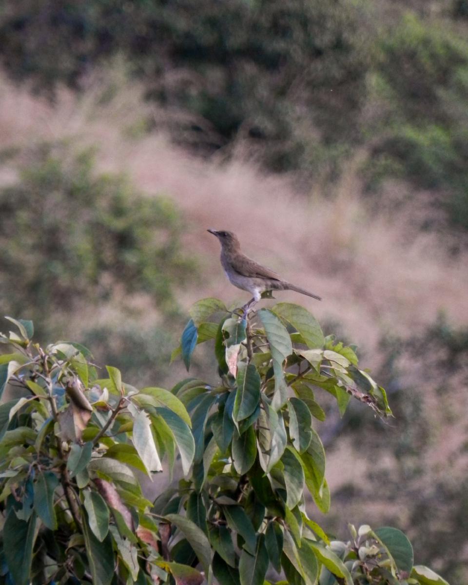 Mirlo Pardo (turdus ignobilis) Mirlo Pardo (turdus ignobilis)