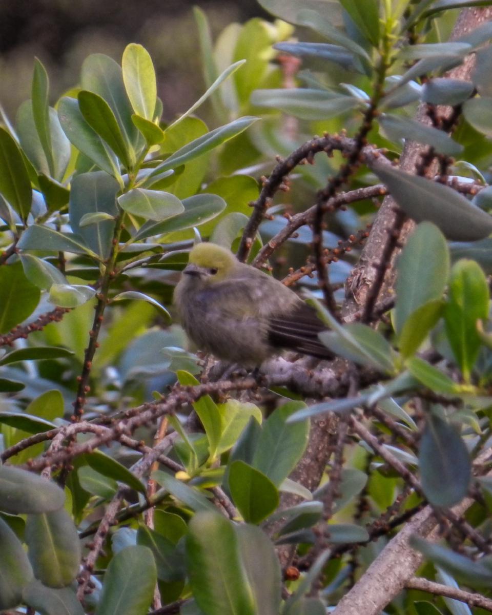 Tangara Palmira (thraupis palmarum) Tangara Palmira (thraupis palmarum)