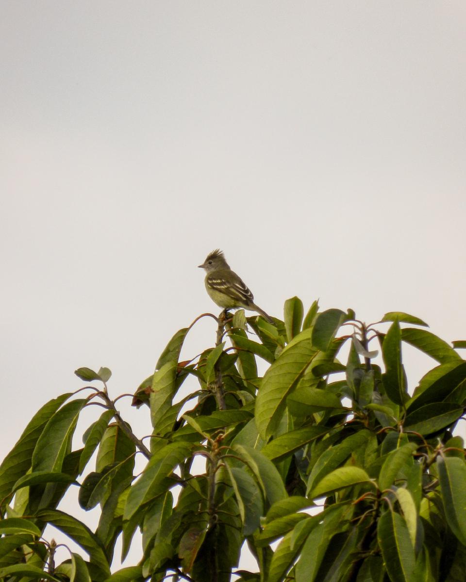Elaenia Crestada (elaenia cristata) Elaenia Crestada (elaenia cristata)