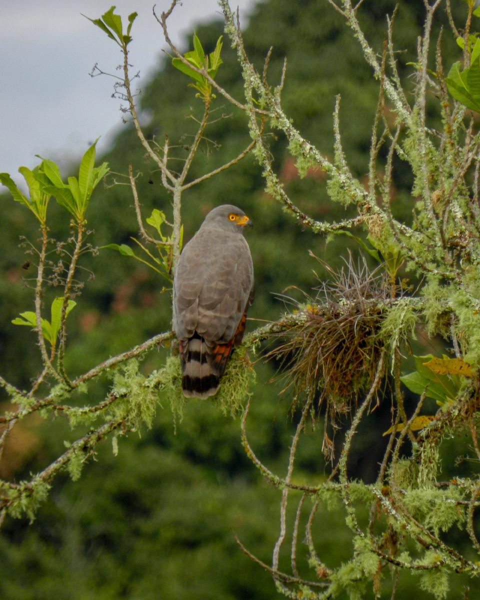 Gavilán Pollero (rupornis magnirostris) Gavilán Pollero (rupornis magnirostris)