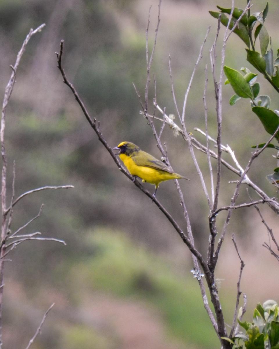 Eufonia Gorgiamarilla (euphonia laniirostris) Eufonia Gorgiamarilla (euphonia laniirostris)