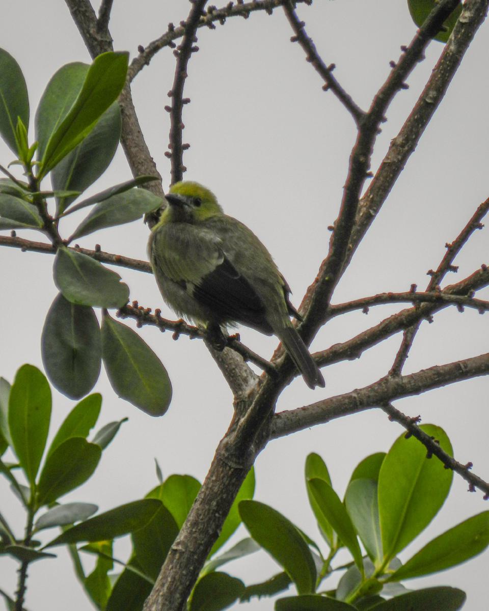 Tangara Palmira (thraupis palmarum) Tangara Palmira (thraupis palmarum)
