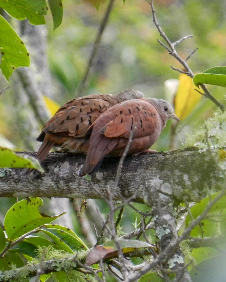 Tortolita Rojiza (columbina talpacoti) Tortolita Rojiza (columbina talpacoti)