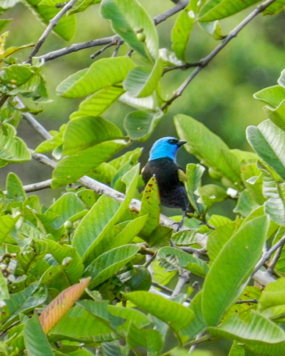 Tangara Cabeciazul (Stilpnia cyanicollis) Tangara Cabeciazul (Stilpnia cyanicollis)