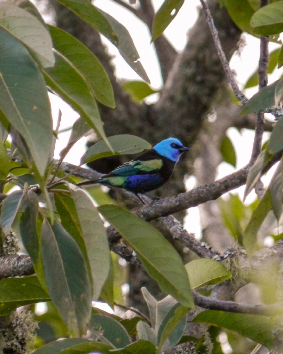 Tangara Cabeciazul (Stilpnia cyanicollis) Tangara Cabeciazul (Stilpnia cyanicollis)