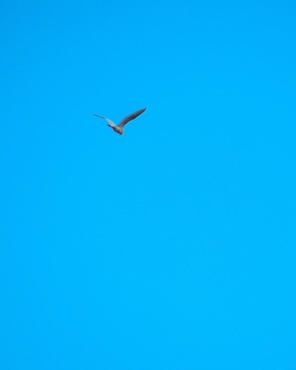 Garcilla Bueyera (Bubulcus ibis) Garcilla Bueyera (Bubulcus ibis)