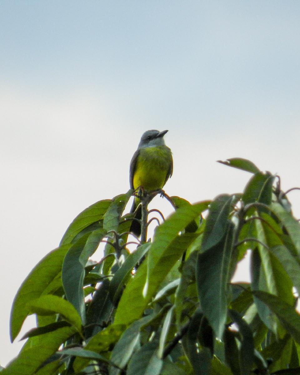 Tirano Tropical (Tyrannus melancholicus) Tirano Tropical (Tyrannus melancholicus)