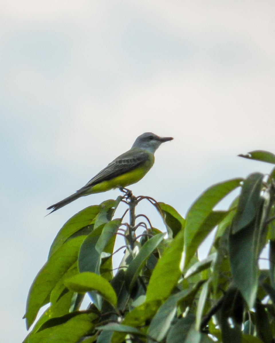 Tirano Tropical (Tyrannus melancholicus) Tirano Tropical (Tyrannus melancholicus)