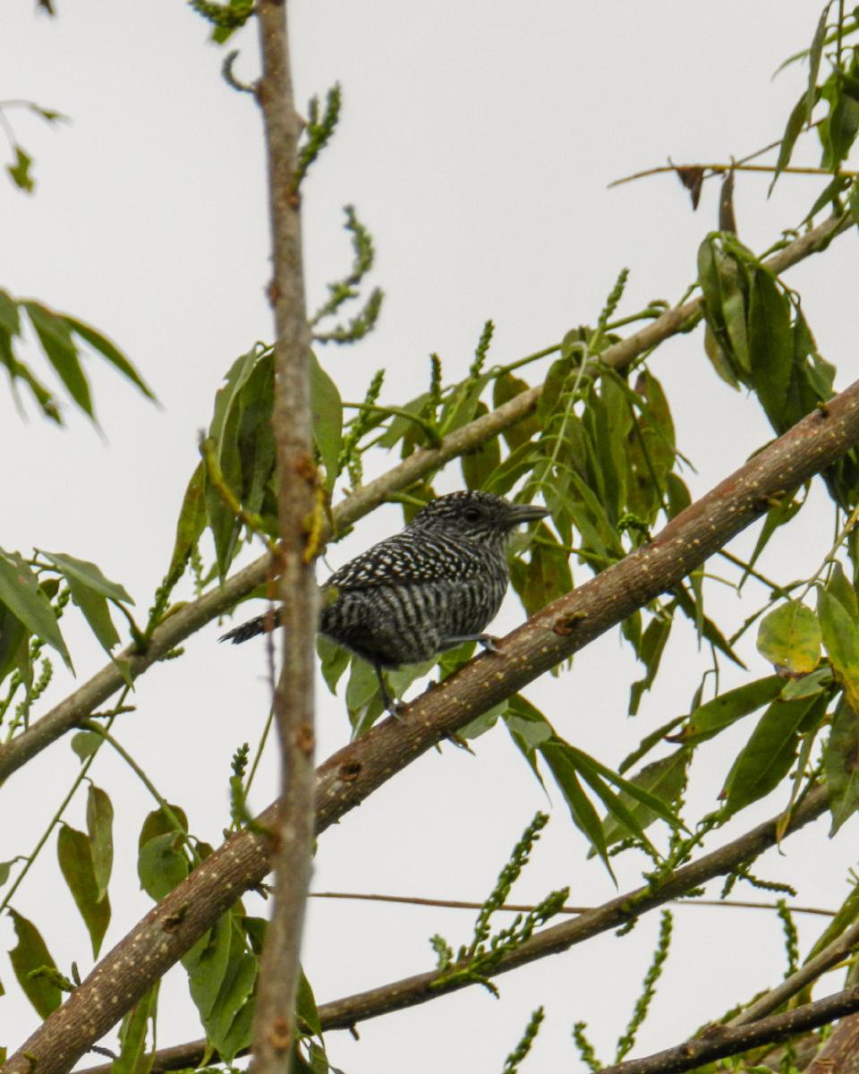 Batará Carcajada (Thamnophilus multistriatus) Batará Carcajada (Thamnophilus multistriatus)