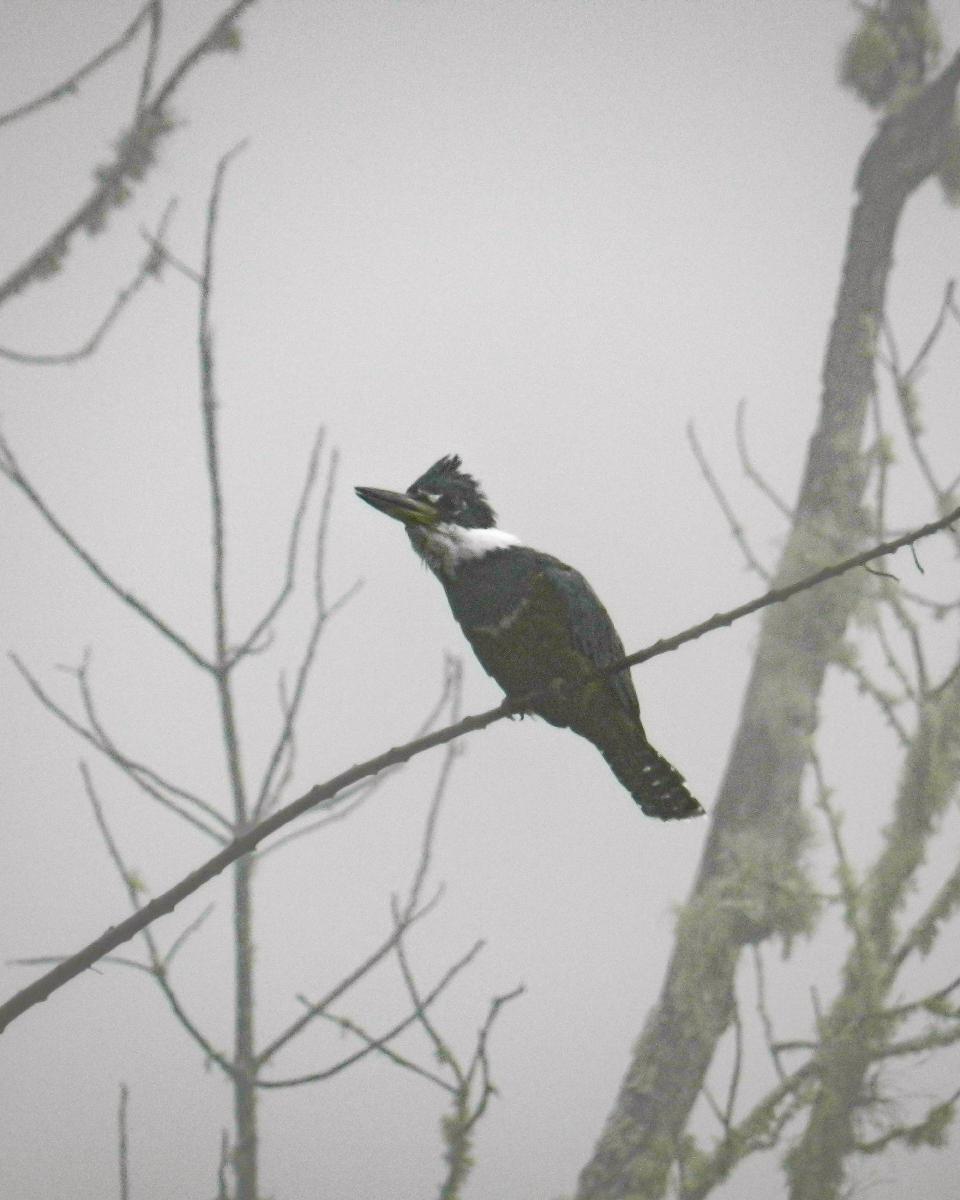 Martín Pescador Grande (Megaceryle torquata) Martín Pescador Grande (Megaceryle torquata)