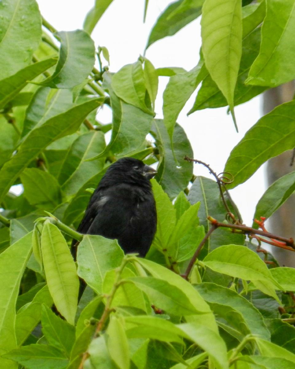 Semillero Picudo (Oryzoborus funereus) Semillero Picudo (Oryzoborus funereus)