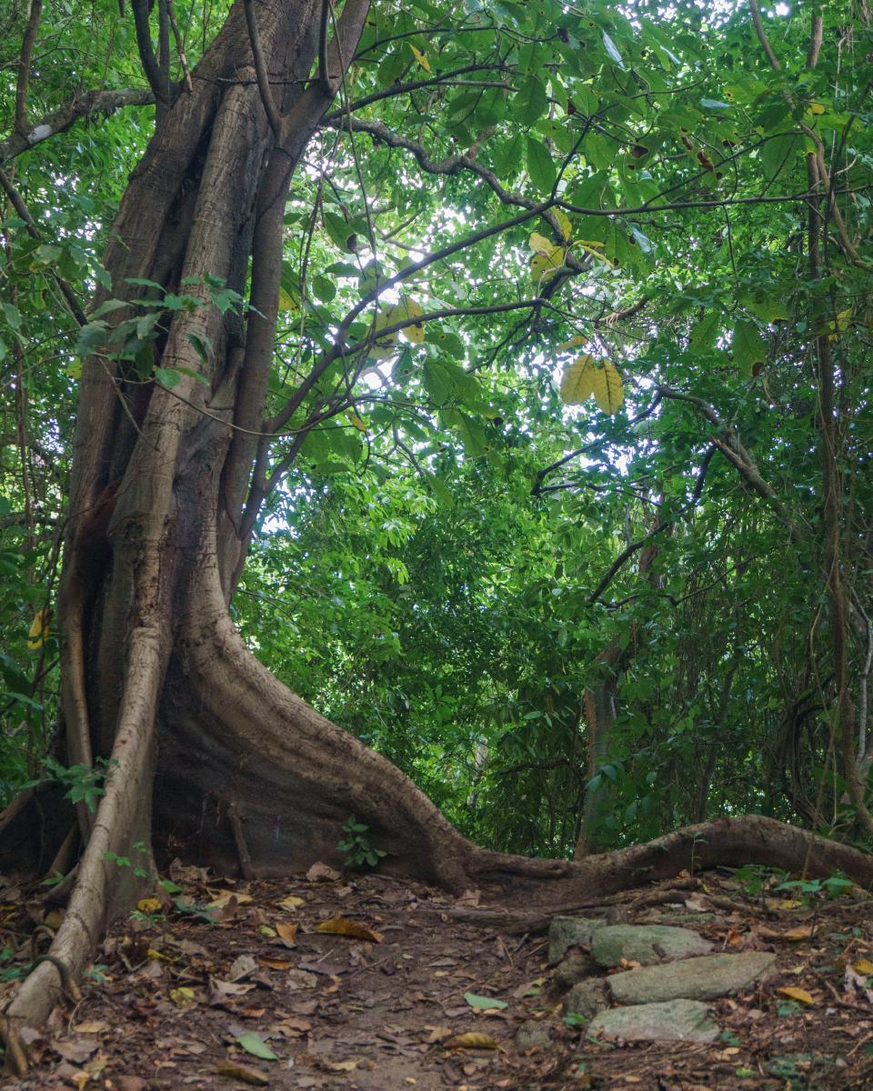 Sendero Calabazo en medio de la selva tropical del Parque Tayrona